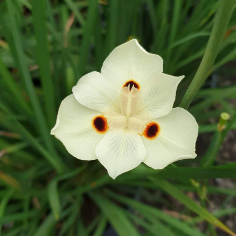 Kétlaki kaffernőszirom, Dietes bicolor, virág